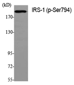 Phospho-IRS1 (Ser794) Antibody in Western Blot (WB)