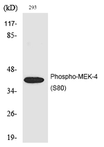 Phospho-MAP2K4 (Ser80) Antibody in Western Blot (WB)