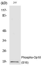 Phospho-Stathmin 1 (Ser16) Polyclonal Antibody