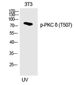 Phospho-PKC delta (Thr507) Polyclonal Antibody