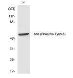 Phospho-SHB (Tyr246) Antibody in Western Blot (WB)
