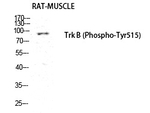 Phospho-TrkB (Tyr516) Antibody in Western Blot (WB)