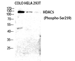 Phospho-HDAC5/HDAC9 (Ser259, Ser220) Antibody in Western Blot (WB)