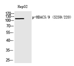 Phospho-HDAC5/HDAC9 (Ser259, Ser220) Antibody in Western Blot (WB)