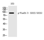 Phospho-FOXO1/FOXO3 (Ser322, Ser325) Polyclonal Antibody