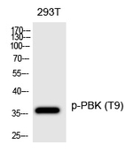 Phospho-PBK (Thr9) Antibody in Western Blot (WB)