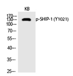 Phospho-SHIP1 (Tyr1021) Antibody in Western Blot (WB)