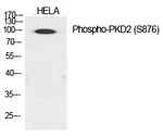 Phospho-PRKD2 (Ser876) Polyclonal Antibody