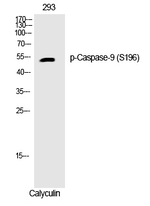 Phospho-Caspase 9 (Ser196) Polyclonal Antibody