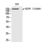 Phospho-EGFR (Tyr1069) Antibody in Western Blot (WB)