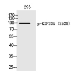 Phospho-KIF20A (Ser528) Polyclonal Antibody