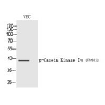 Phospho-CK1 alpha (Tyr321) Polyclonal Antibody