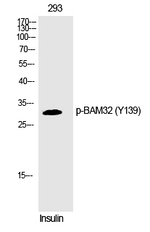 Phospho-DAPP1 (Tyr139) Polyclonal Antibody