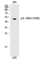 Phospho-Il13Ra1 (Tyr405) Polyclonal Antibody
