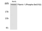 Phospho-Filamin A (Ser2152) Polyclonal Antibody