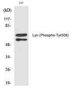 Phospho-Lyn (Tyr508) Antibody in Western Blot (WB)