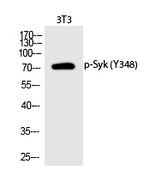 Phospho-Syk (Tyr348) Antibody in Western Blot (WB)