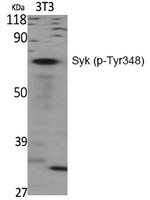 Phospho-Syk (Tyr348) Antibody in Western Blot (WB)