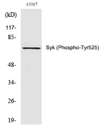 Phospho-Syk (Tyr525) Antibody in Western Blot (WB)