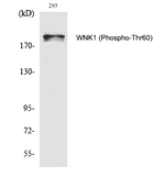 Phospho-WNK1 (Thr60) Polyclonal Antibody