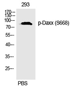 Phospho-DAXX (Ser668) Antibody in Western Blot (WB)