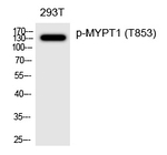 Phospho-MYPT1 (Thr853) Antibody in Western Blot (WB)