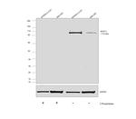 Phospho-MYPT1 (Thr853) Antibody in Western Blot (WB)