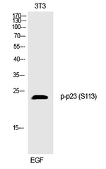Phospho-p23 (Ser113) Polyclonal Antibody