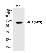 Phospho-AKT1 (Tyr474) Antibody in Western Blot (WB)