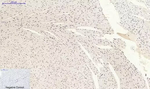 Phospho-p38 MAPK (Tyr323) Antibody in Immunohistochemistry (Paraffin) (IHC (P))