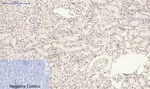 Phospho-p38 MAPK (Tyr323) Antibody in Immunohistochemistry (Paraffin) (IHC (P))