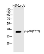 Phospho-p38 MAPK (Tyr323) Antibody in Western Blot (WB)