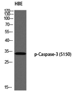 Phospho-Caspase 3 (Ser150) Antibody in Western Blot (WB)