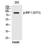 Phospho-Aconitase 1 (Ser711) Polyclonal Antibody