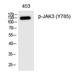 Phospho-JAK3 (Tyr785) Antibody in Western Blot (WB)