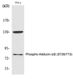 Phospho-ADD1/ADD2 (Ser726, Ser713) Polyclonal Antibody