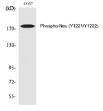 Phospho-ErbB2 (HER-2) (Tyr1221, Tyr1222) Antibody in Western Blot (WB)