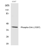 Phospho-CrkL (Tyr207) Antibody in Western Blot (WB)
