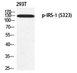 Phospho-IRS1 (Ser323) Polyclonal Antibody