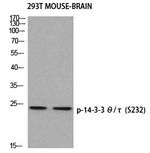 Phospho-14-3-3 theta (Ser232) Polyclonal Antibody