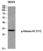 Phospho-Histone H1 (Thr17) Antibody in Western Blot (WB)