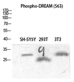 Phospho-KChIP3 (Ser63) Polyclonal Antibody
