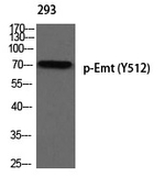 Phospho-ITK (Tyr512) Polyclonal Antibody