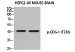 Phospho-S1P1 (Thr236) Polyclonal Antibody