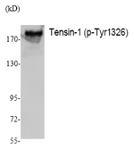 Phospho-Tensin 1 (Tyr1326) Polyclonal Antibody