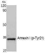 Phospho-Annexin A1 (Tyr21) Antibody in Western Blot (WB)