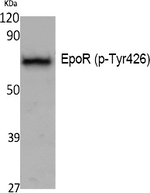 Phospho-EpoR (Tyr426) Polyclonal Antibody