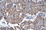 GAS7 Polyclonal Antibody