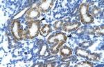 FIZ1 Polyclonal Antibody
