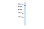 ZNF341 Antibody in Western Blot (WB)